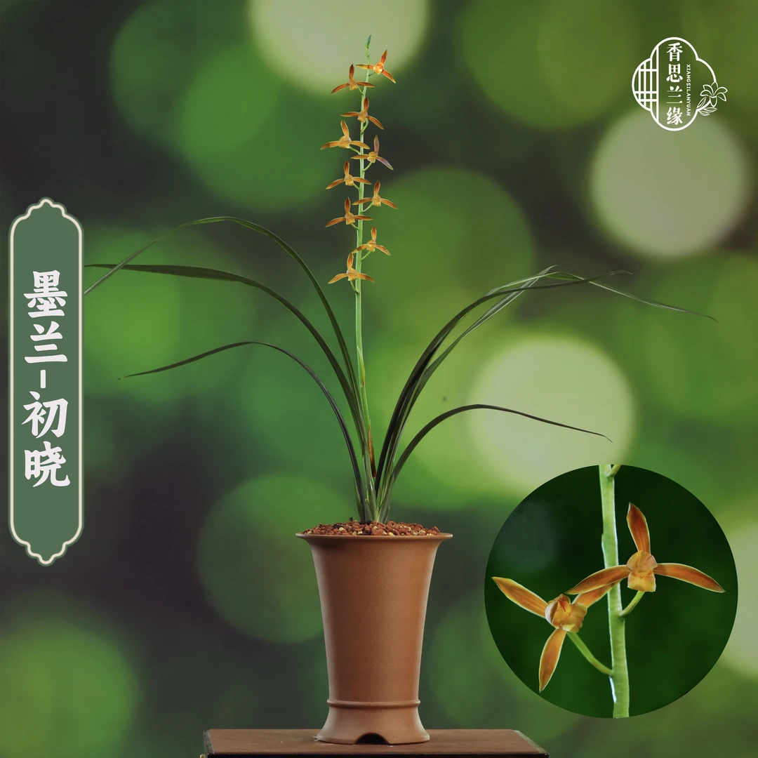 香思兰缘墨兰【初晓】转朱金色花中斑稿艺端庄大气