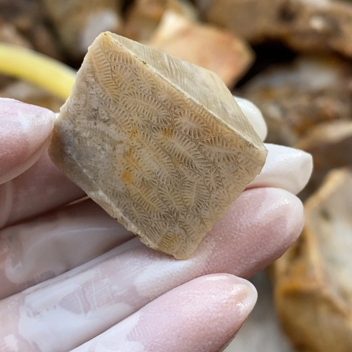 【闪购商品】未镶嵌珊瑚玉硅化玉