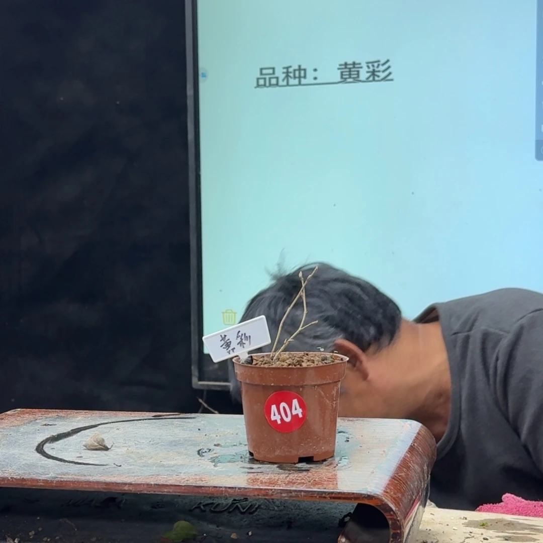 盆景不包邮顺丰到付红*404