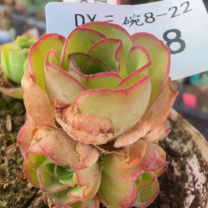三碗218 代号DG观察