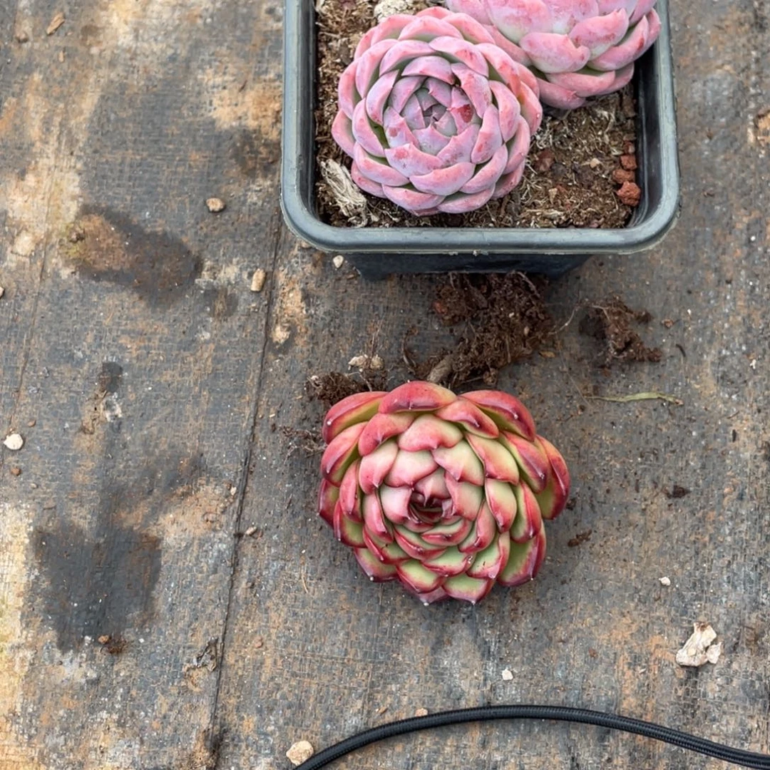 W****多肉两个宝贝专拍