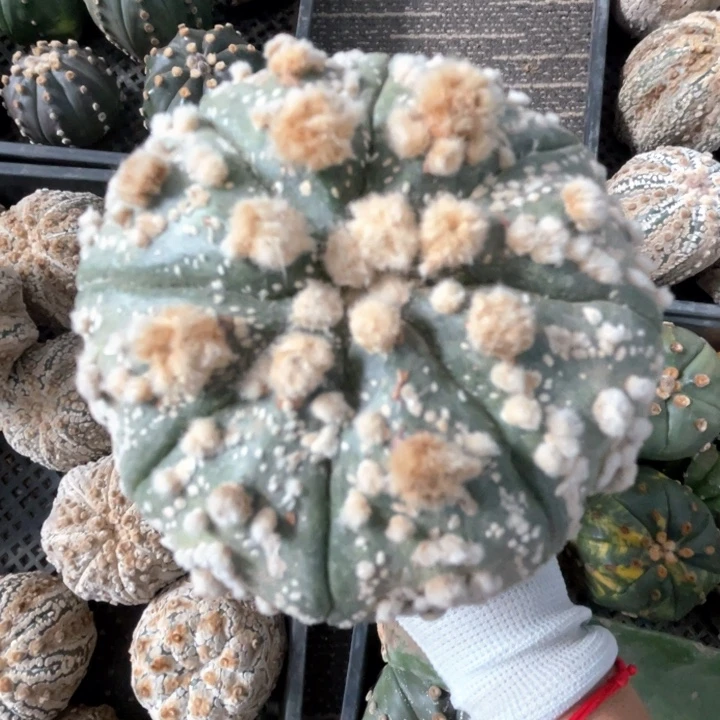 完全开放兜兜兜1