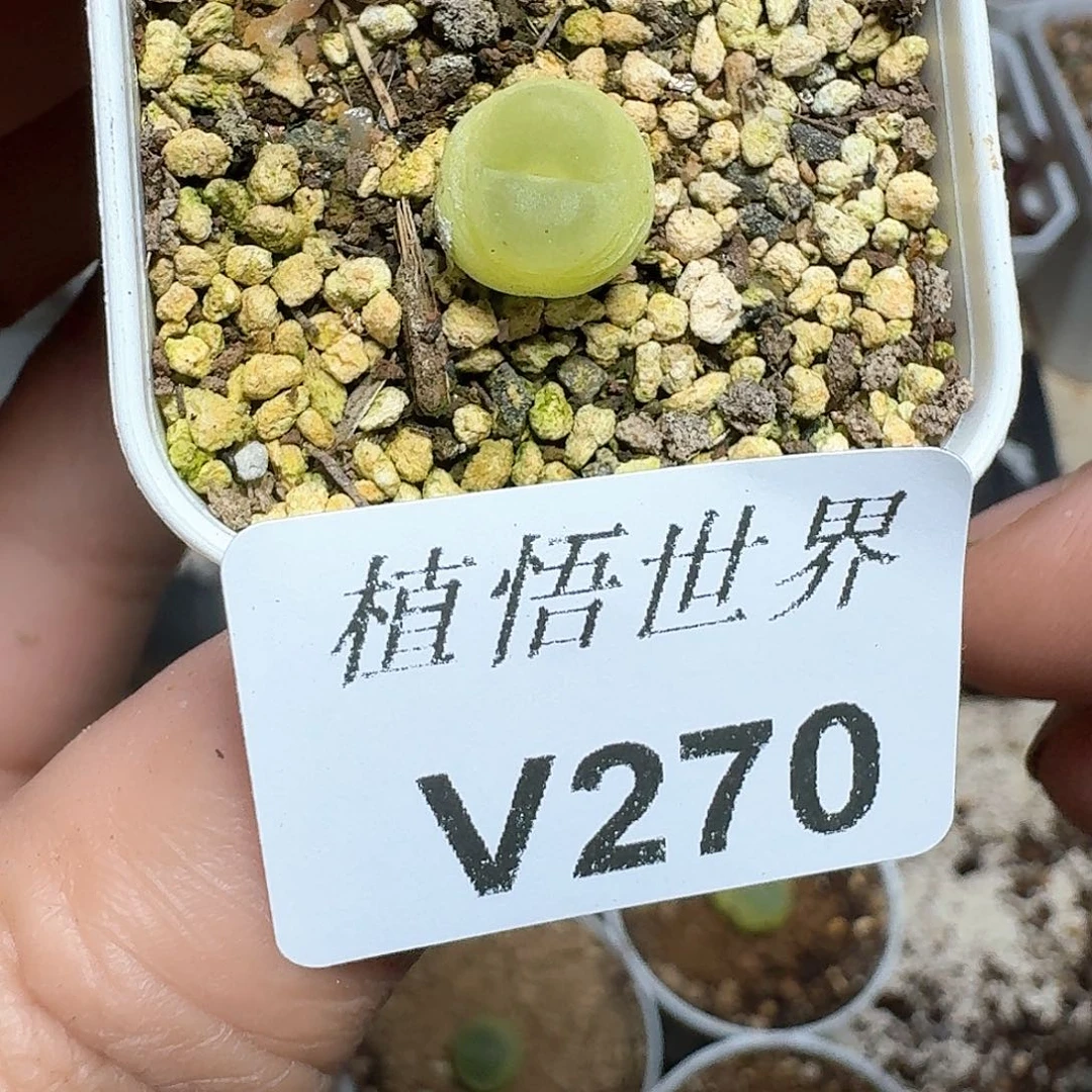 270号多肉植物哇f g