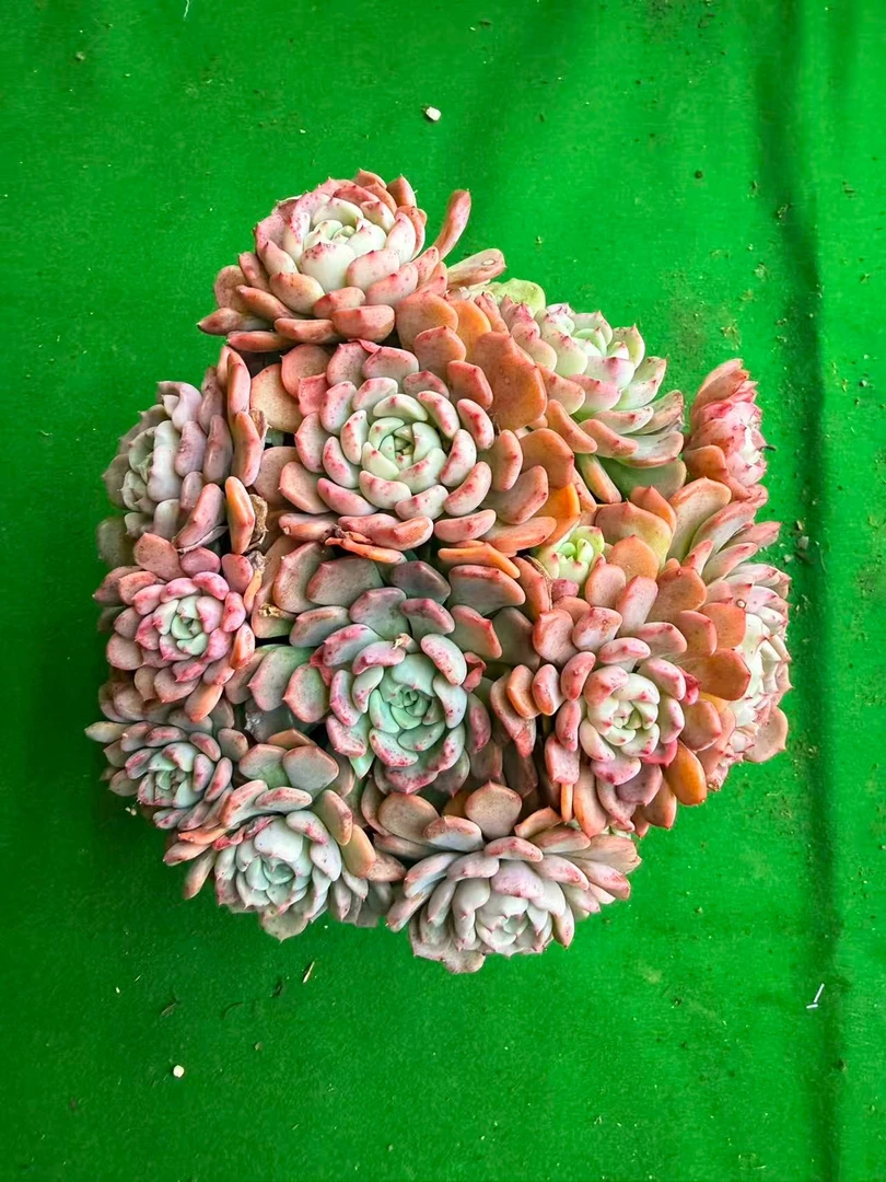 可爱泡泡   云南昆明勺滇滇多肉种植园多肉好样好货新手好养