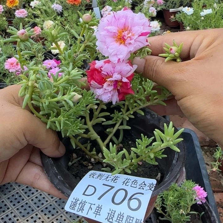 无花朵D706超小苗盆口10cm