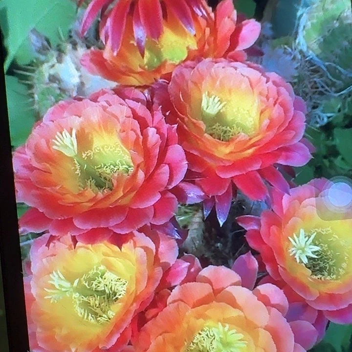 大满贯带根高8公分毛花柱