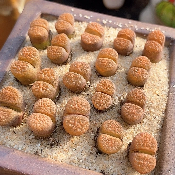 超级蛋糕风铃一组两颗