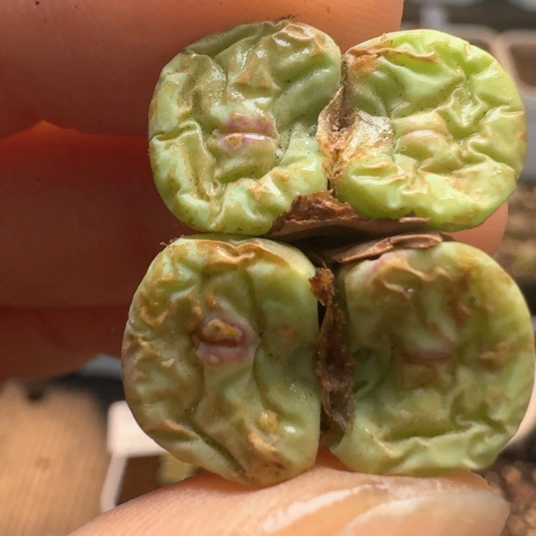 194ds嘴产地00000000000000