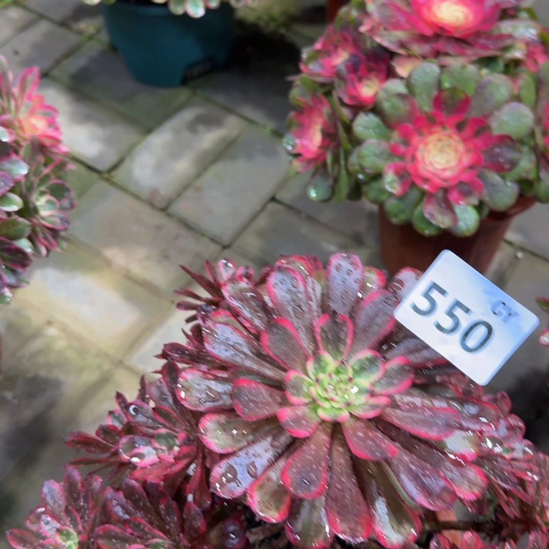西***王多肉植物550十里红妆