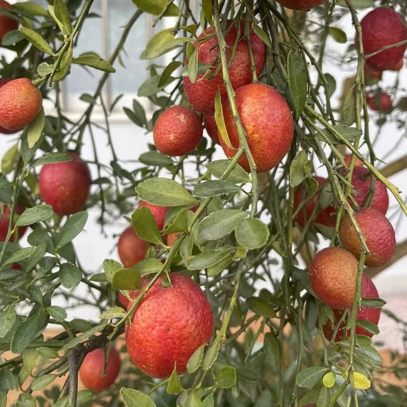 【直播间实际价格】澳洲血柠檬树苗四季青可盆栽可观赏果子可食用