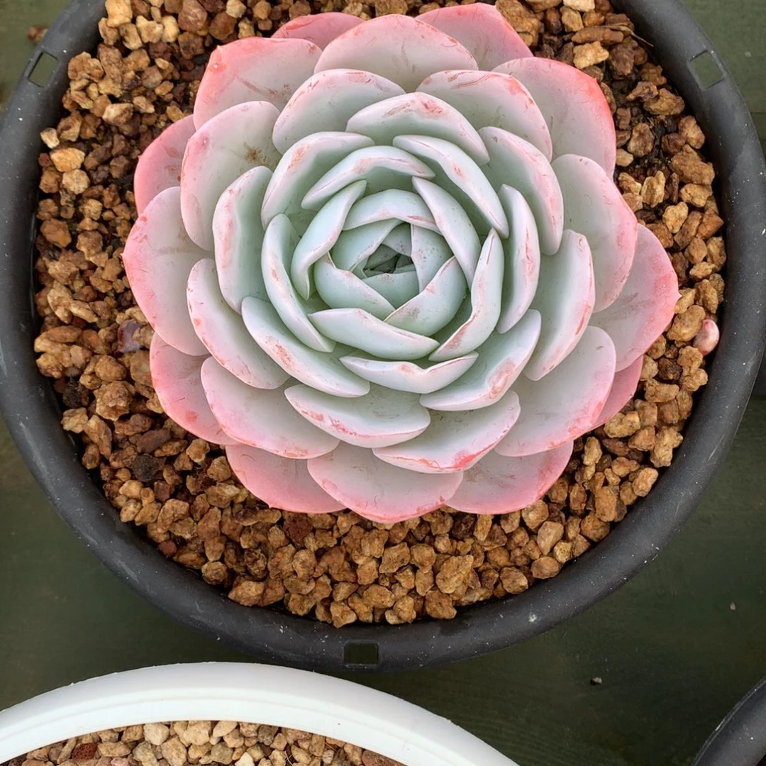 嫦娥 大单头 一颗