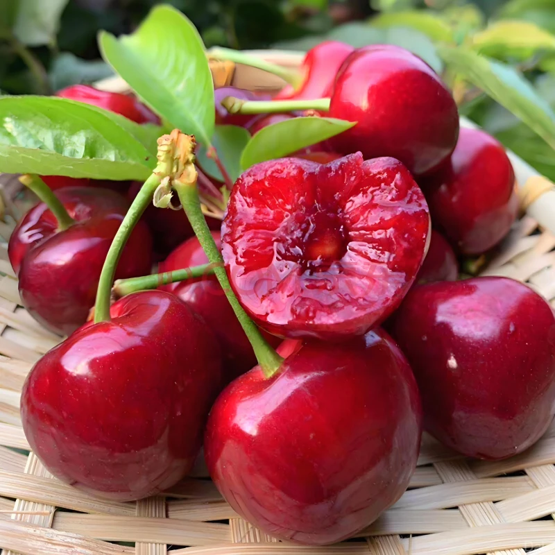 【直播】大连大樱桃新鲜孕妇水果顺丰空运J-6J1斤3斤5斤 内附果径卡