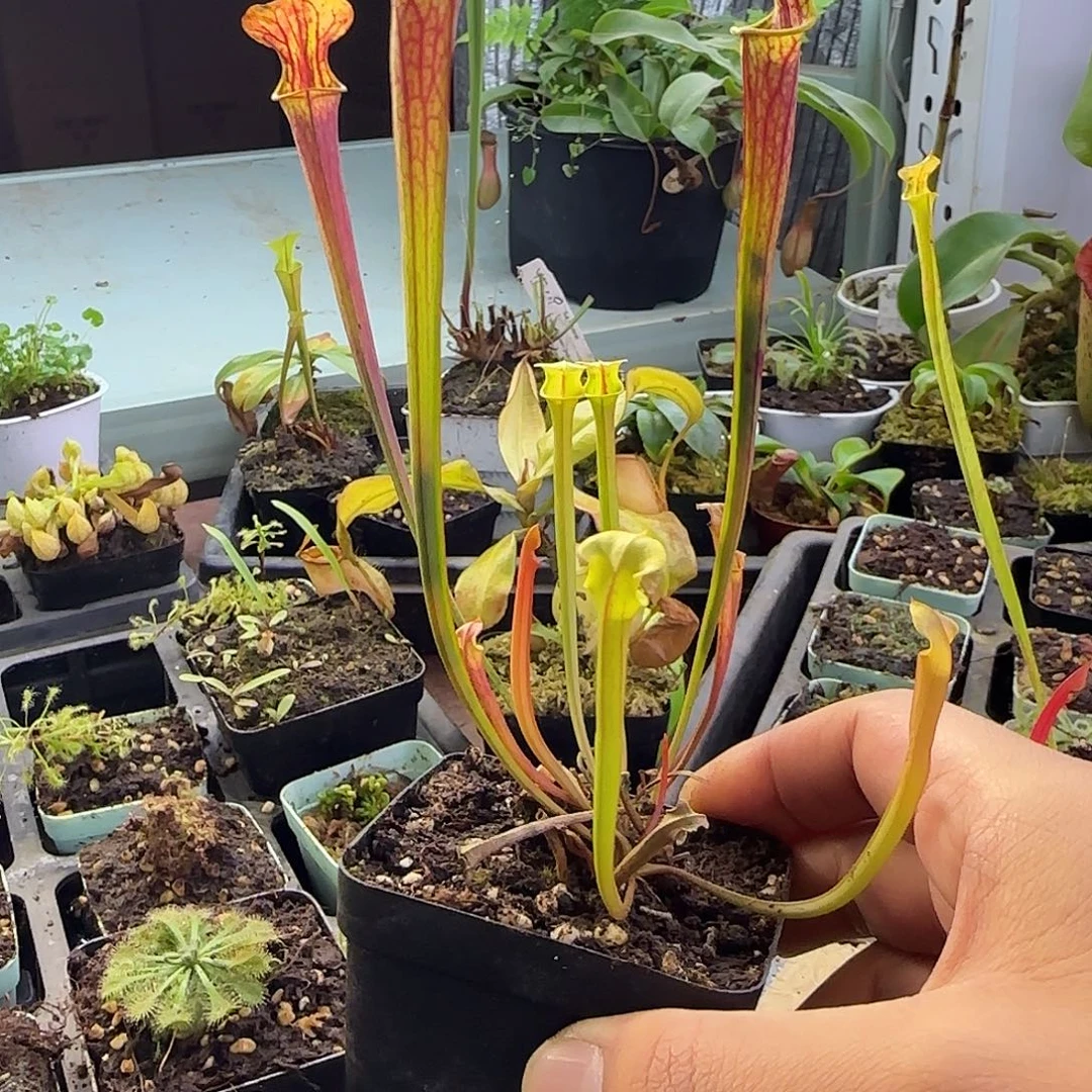 食***家无花朵F46番茄炒鸡蛋