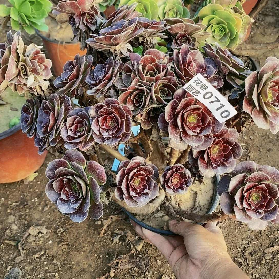 710号荷兰玫瑰多肉植物