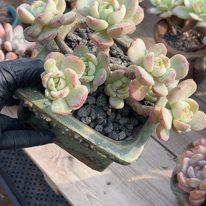 香草老庄多肉植物