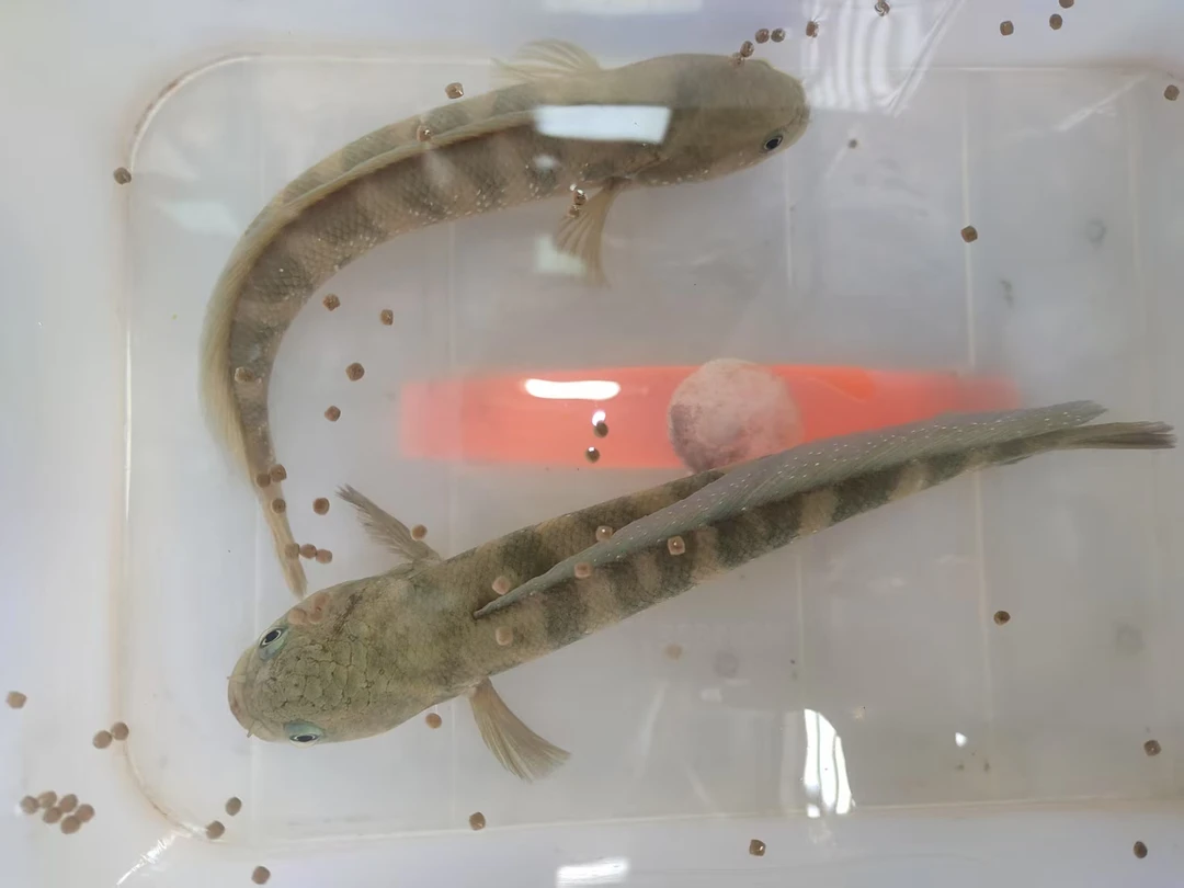 国产七星雷龙鱼幼苗