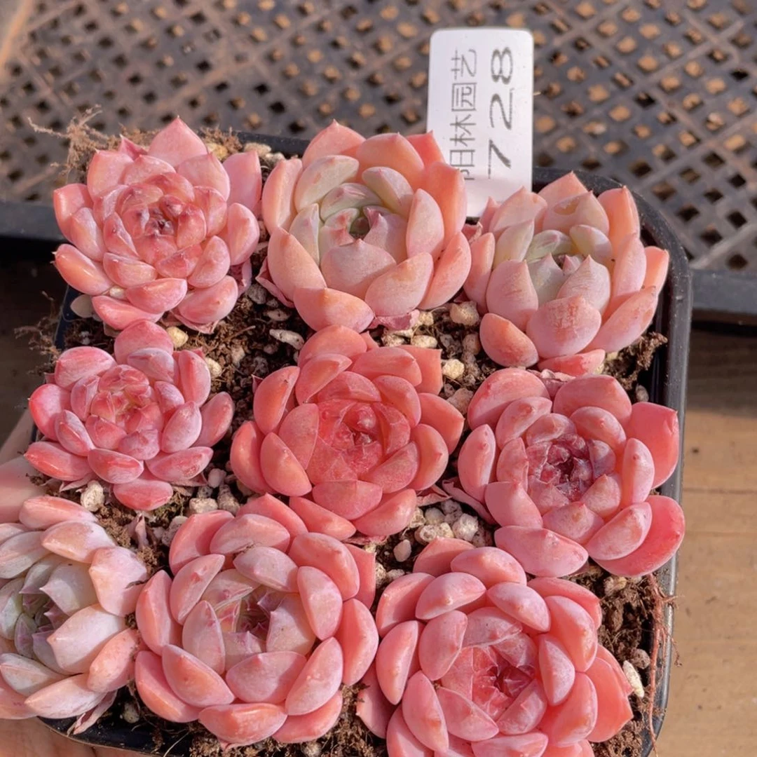 多肉植物多肉植物728