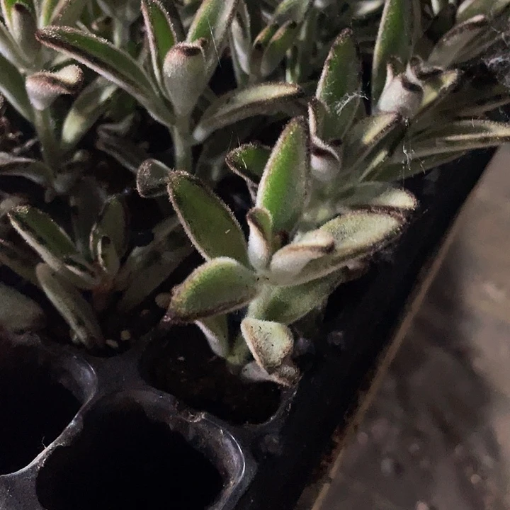 小灰兔1元带土发