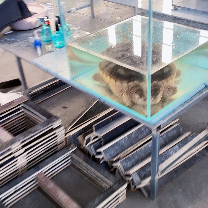 张开朗专用乌龟王八