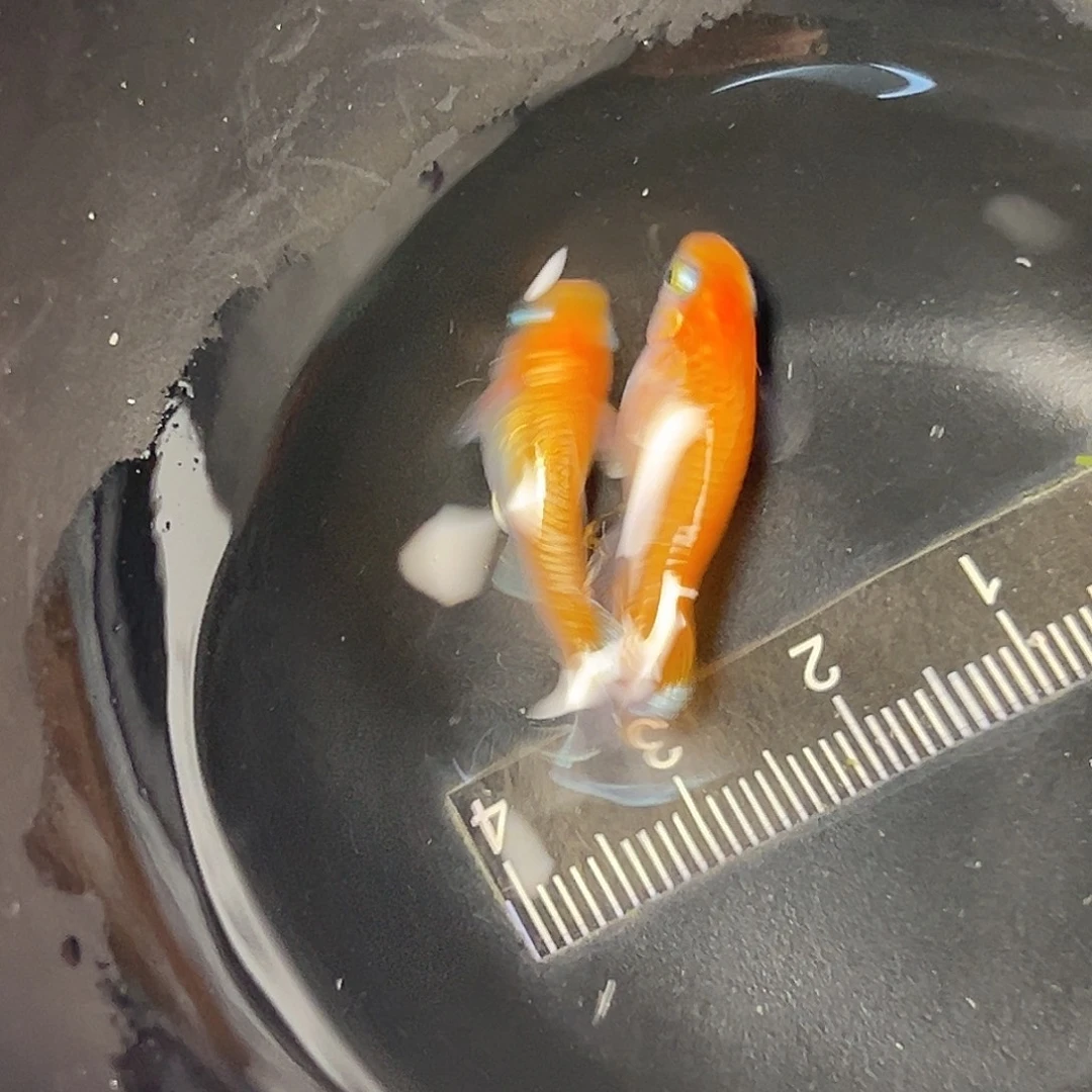 海水林血赤壁一对09