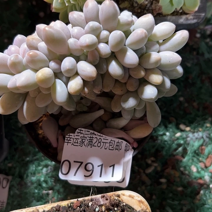 幸运的是我没有遇到幸运