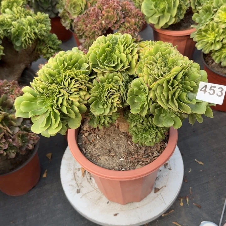 多肉植物绿缀化453