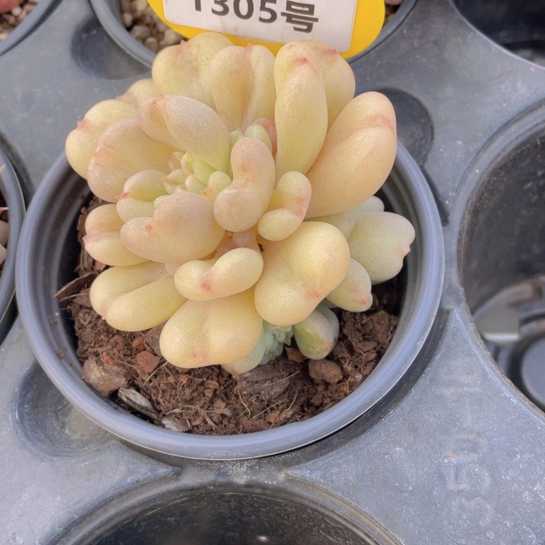 1305号 比尔盖茨多头群一个