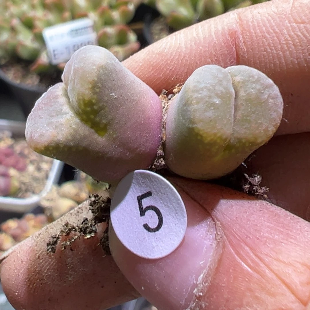 多肉植物111111111111111