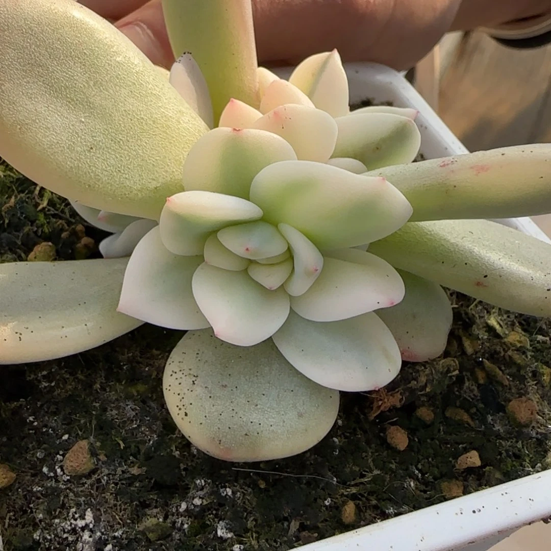 朵***肉梦露锦底座  多肉植物