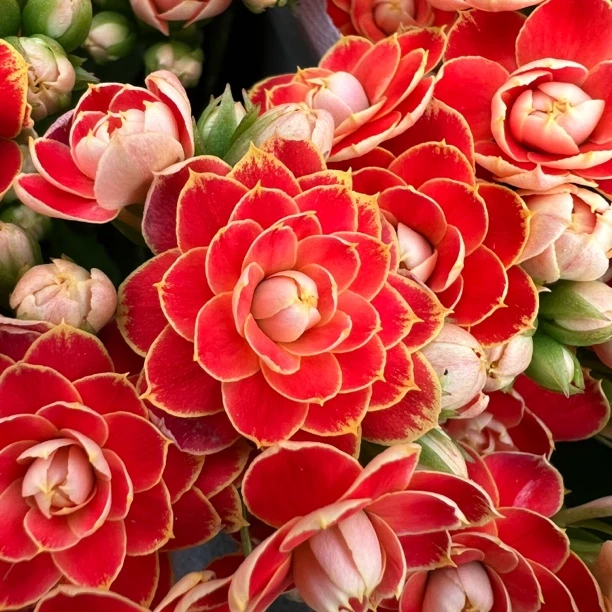 长寿花园～【金狐狸】110规格盆，赠送其他品种一颗