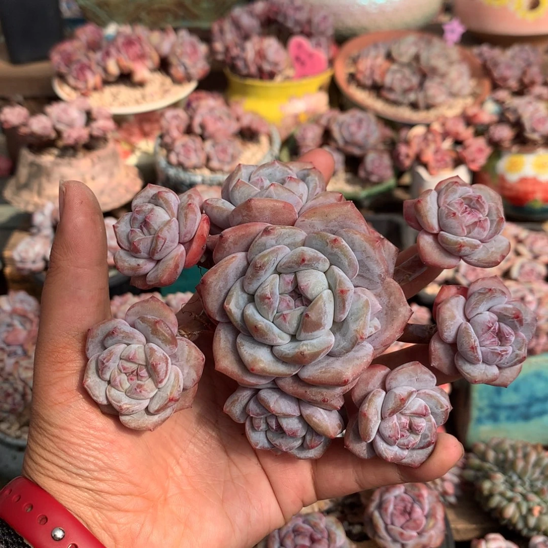 哈哈哈哈哈哈哈35