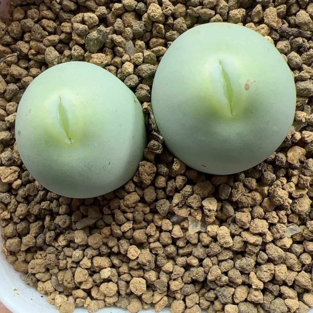 【闪购商品】227 嘟嘴鸽子蛋