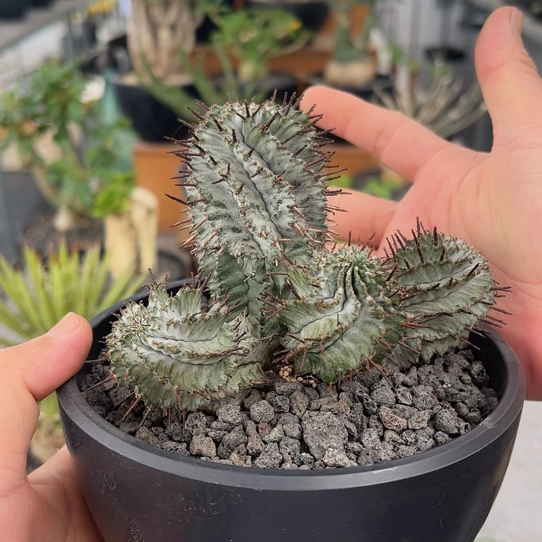 手***9多头白衣魁伟玉66668888888