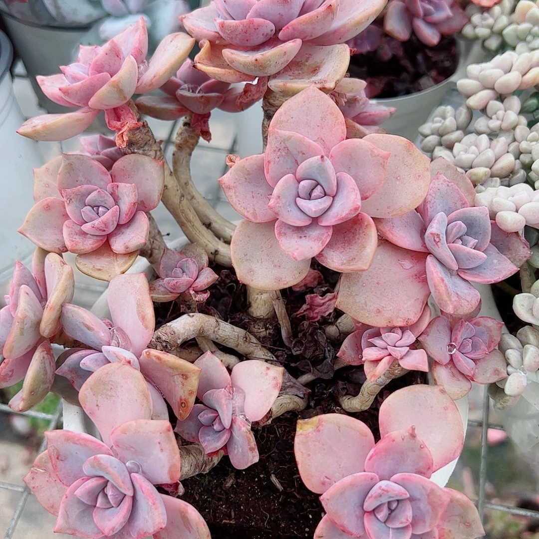 彩虹糖多头群生老桩