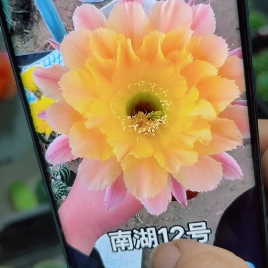 下8彩草南湖12歪无根侧芽6公分左右20包邮