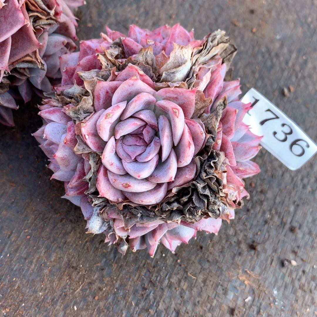 蛋*1736杂交多肉植物基地