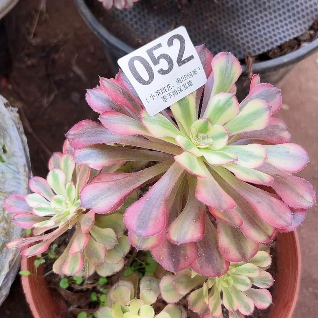 多肉植物多肉植物052