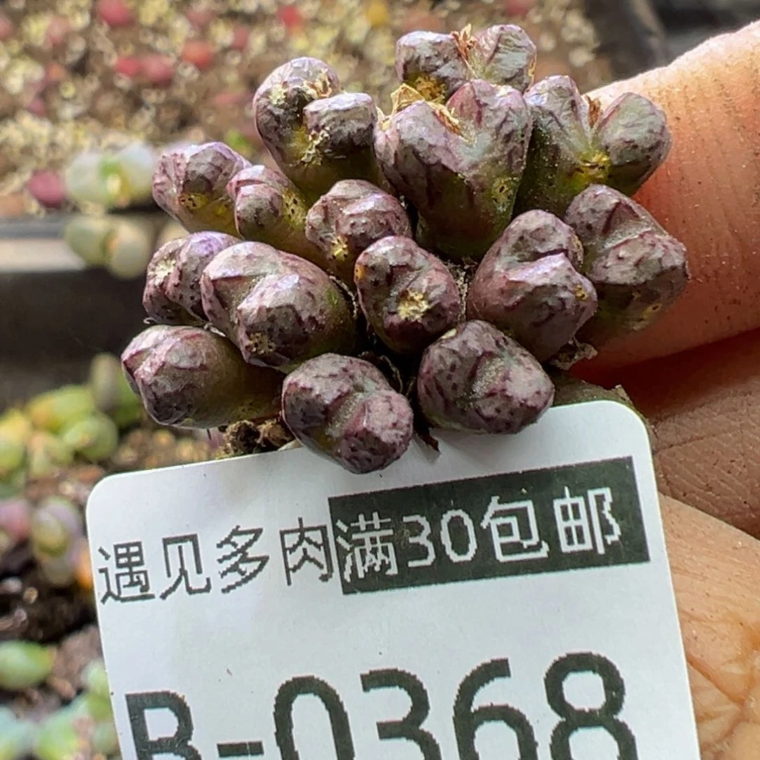 多肉植物1111111111111