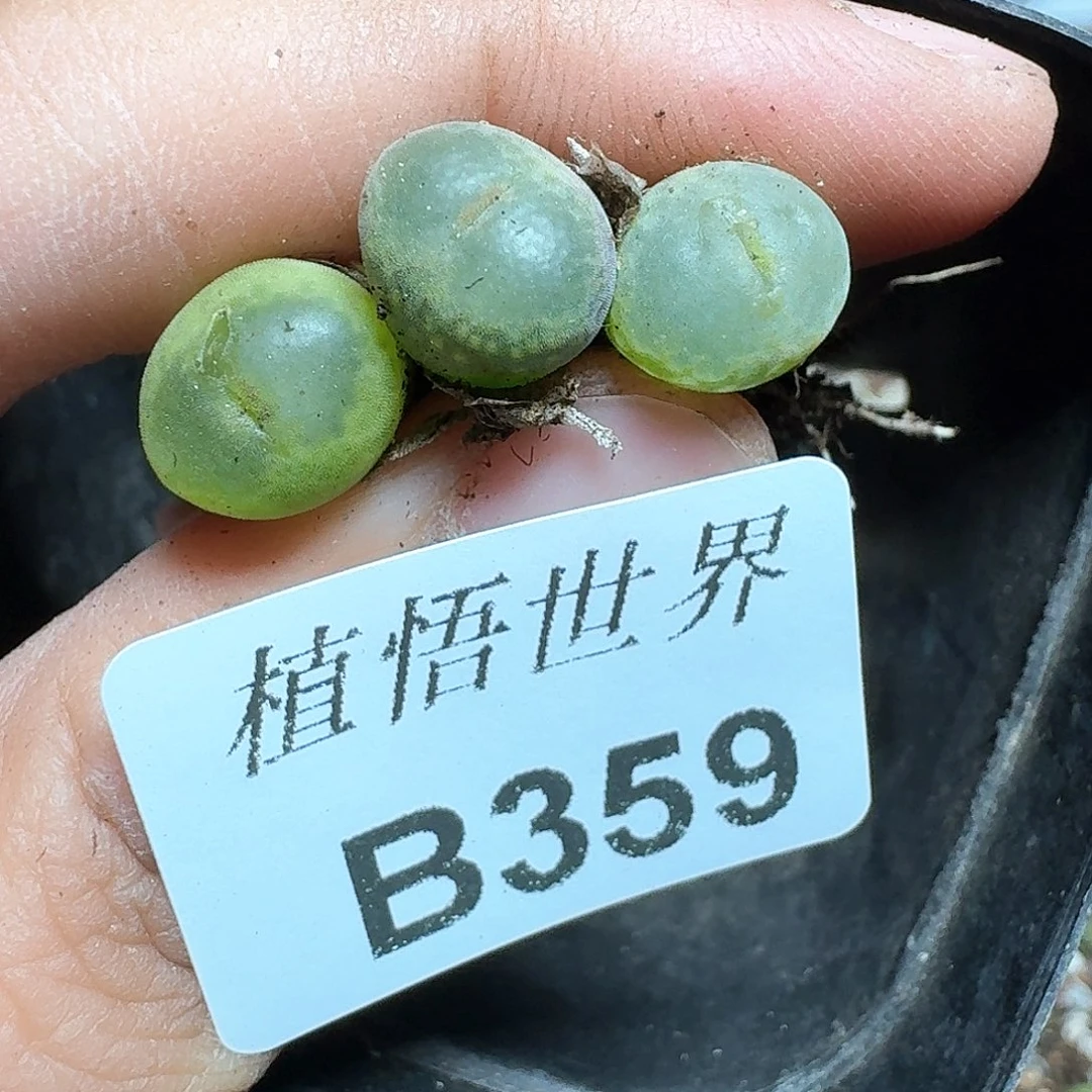 359盒多肉植物哇f h