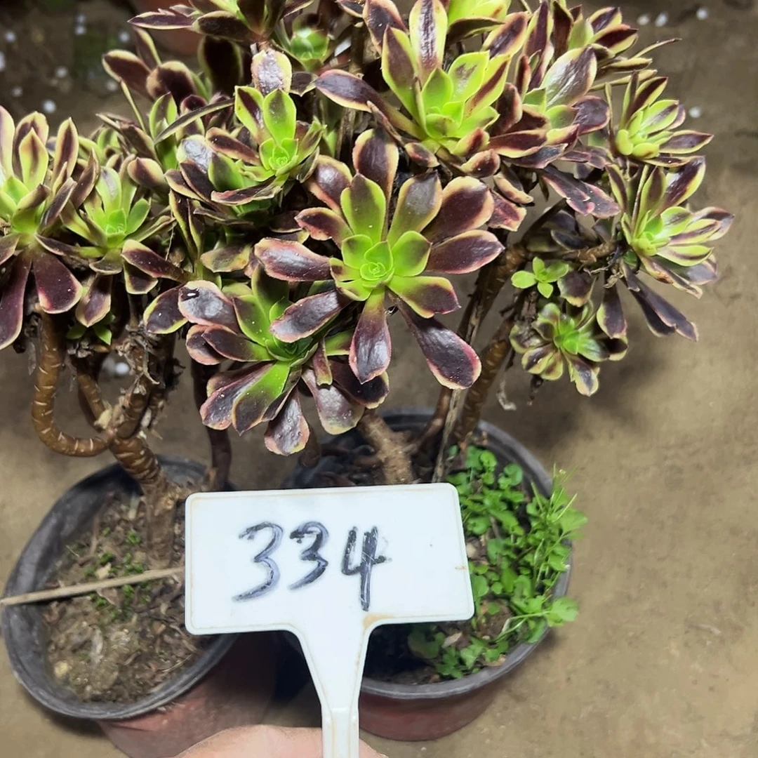 酒***爷多肉植物欧嘉莉法师2个334