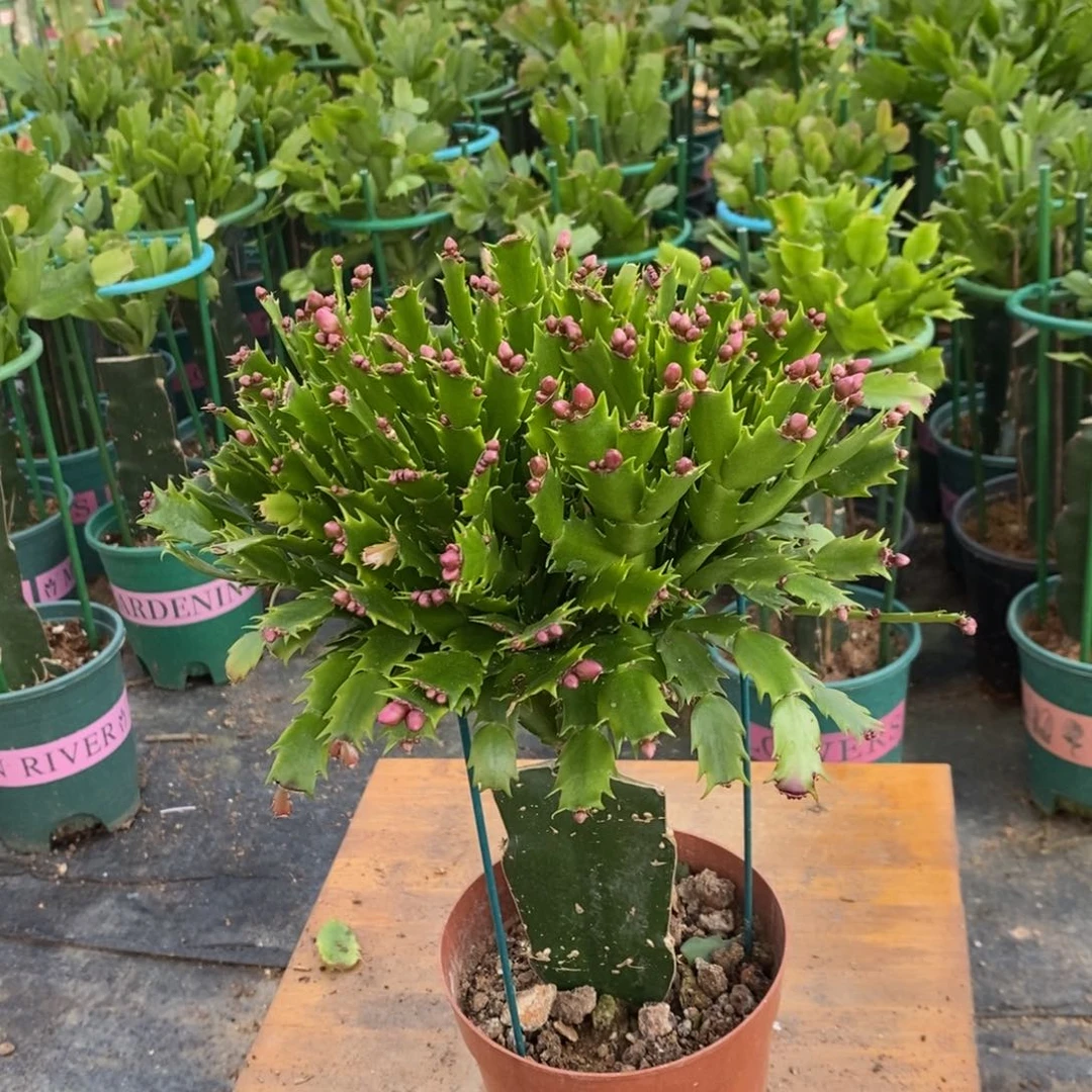 完全开放267加勒比