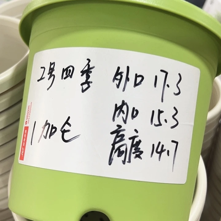 特价2号四季口17.3高14.7果绿无托10只