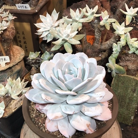 无花朵开心精品福利大放送