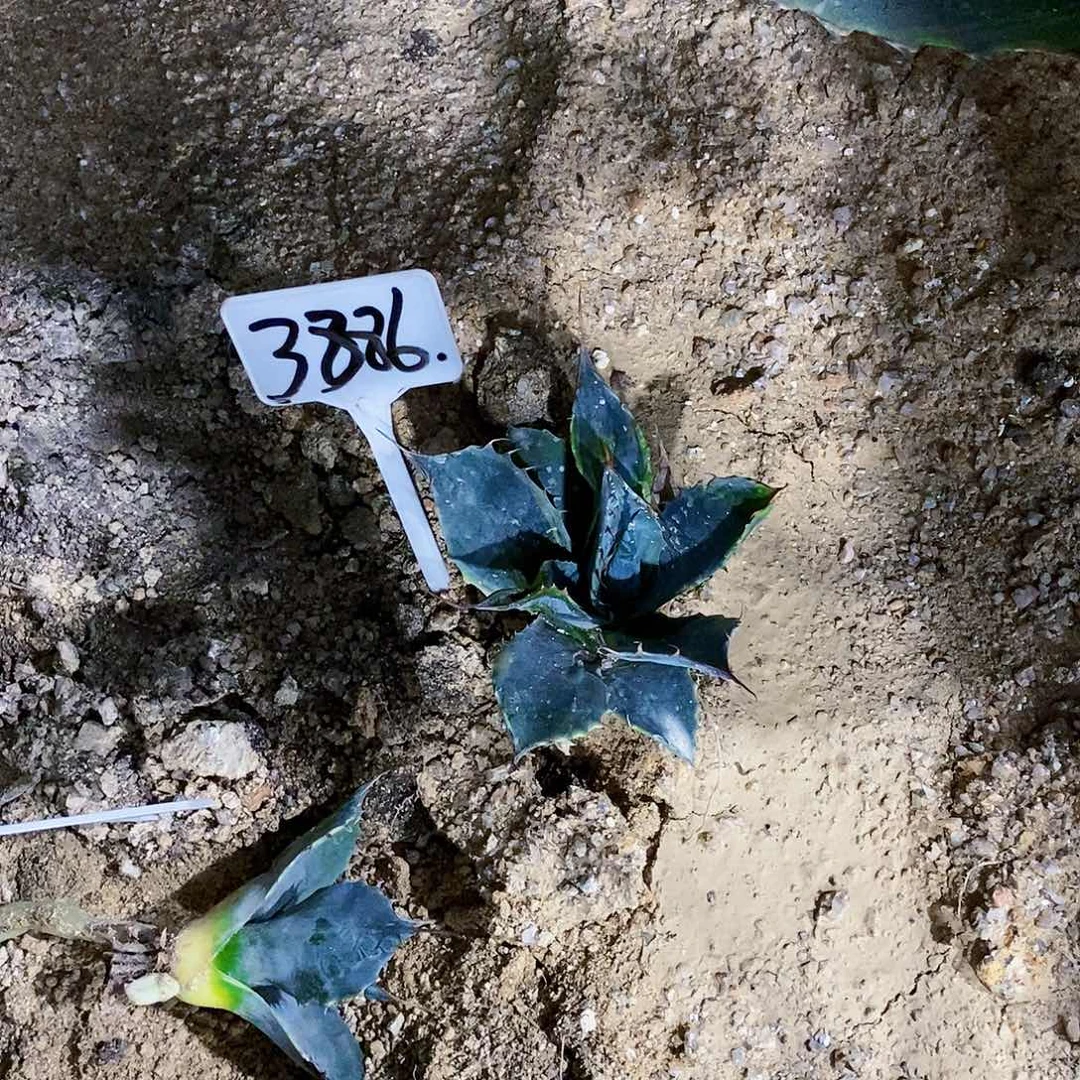 杜*娘3886赖光锦一颗