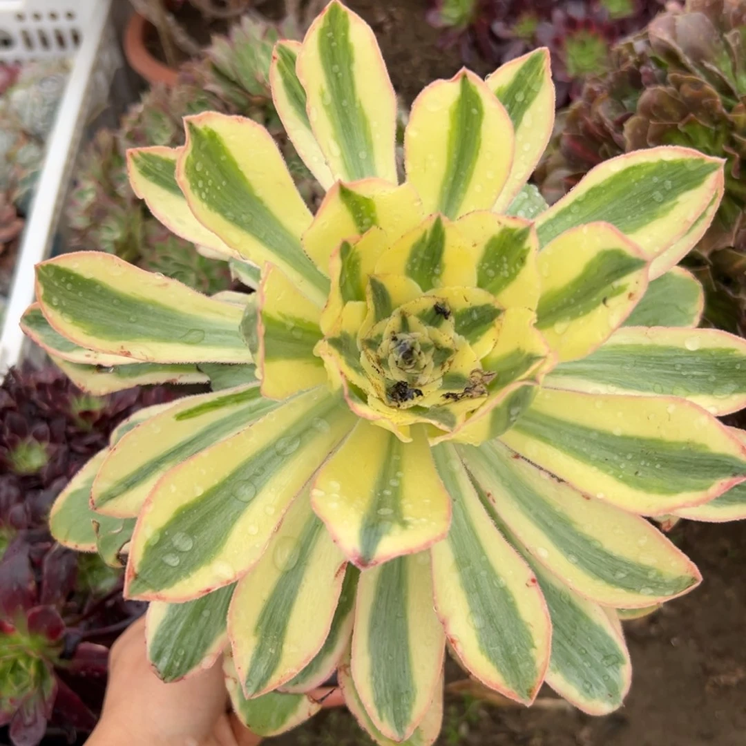 父母哦兔兔兔问我