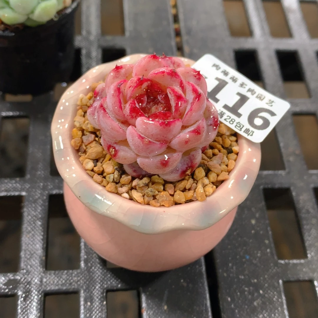 肉萌萌拇指盆精控多肉ZZ116