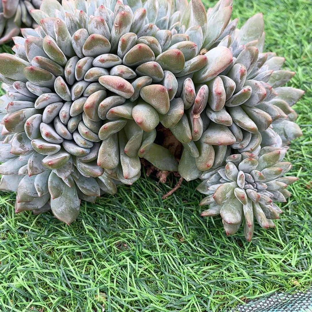 香***香滴滴星影朵朵缀发货