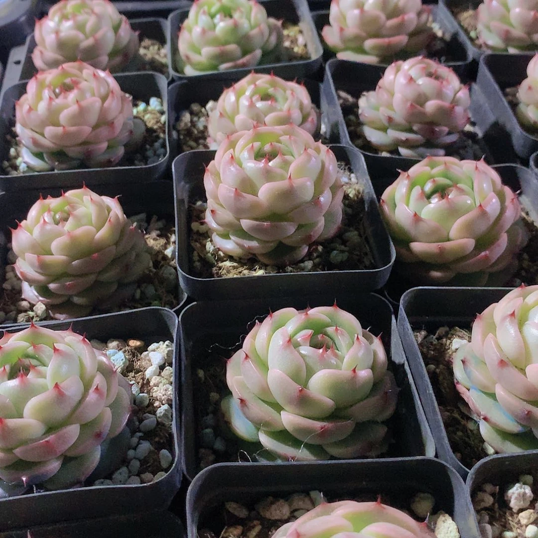 肥麦秆2456789900000