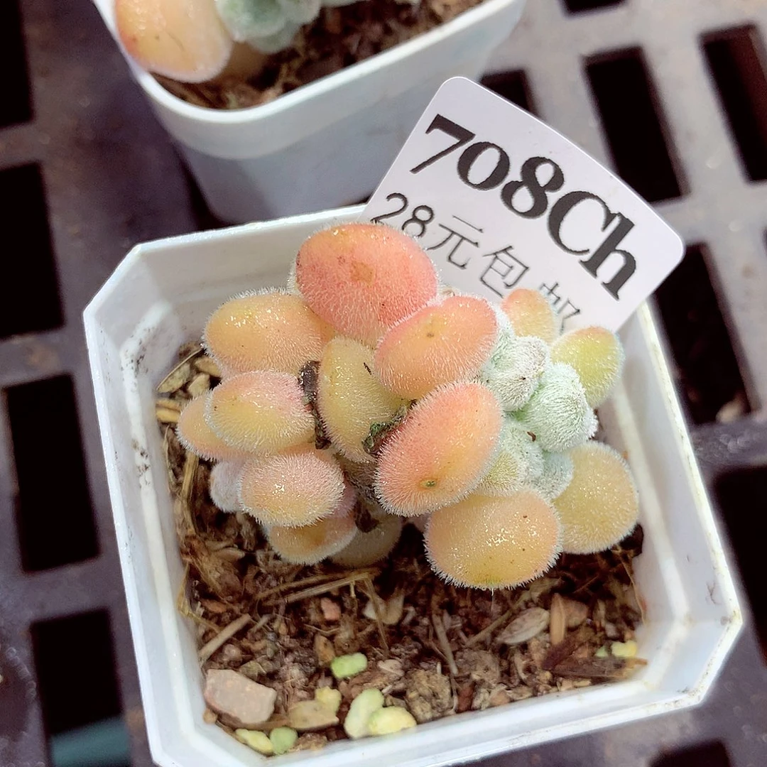 5厘米盆精控多肉708