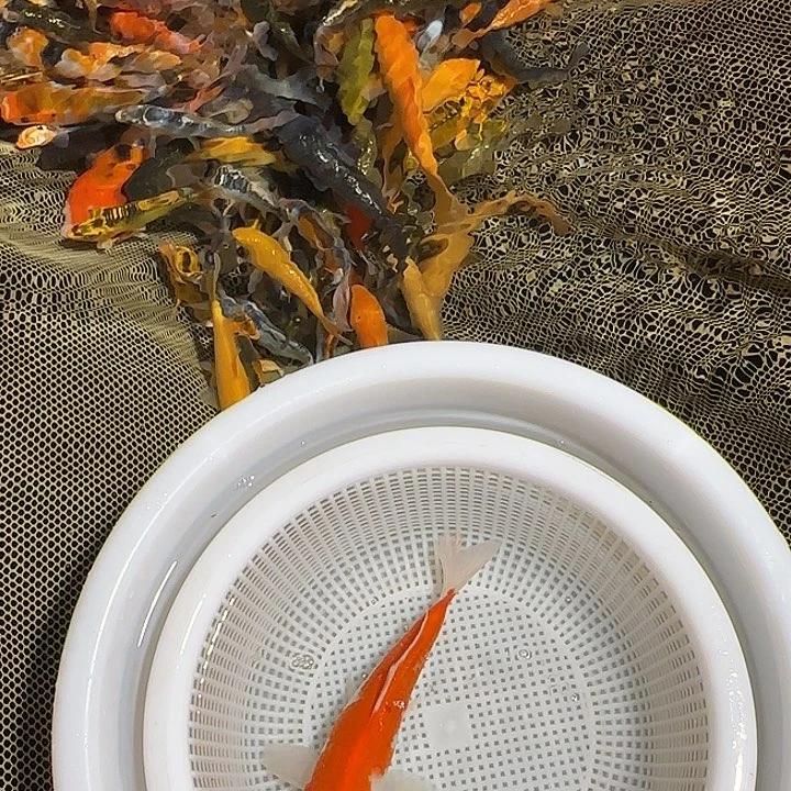 黑***9海水锦鲤的故事是